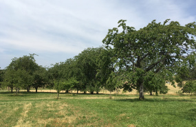 cherry trees